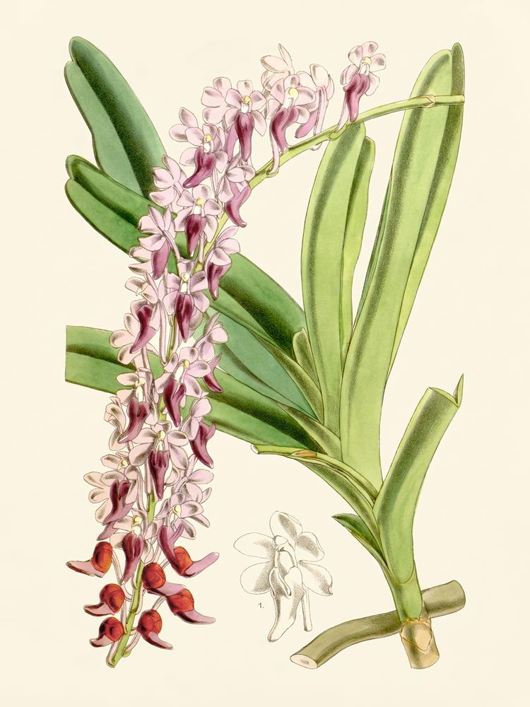 Aerides huttonii