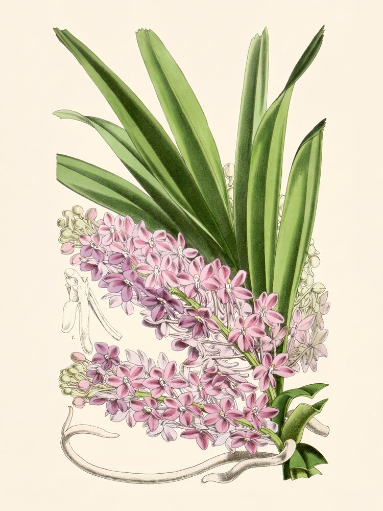 Ascocentrum ampullaceum