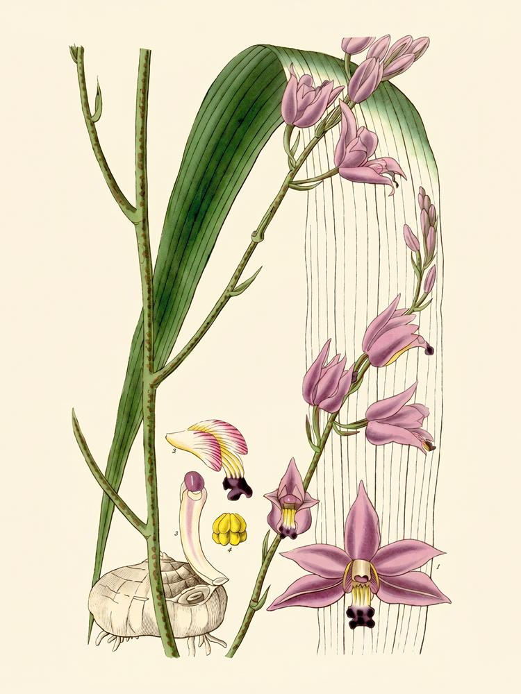 Bletia purpurea