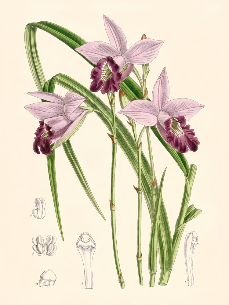 Arundina graminifolia