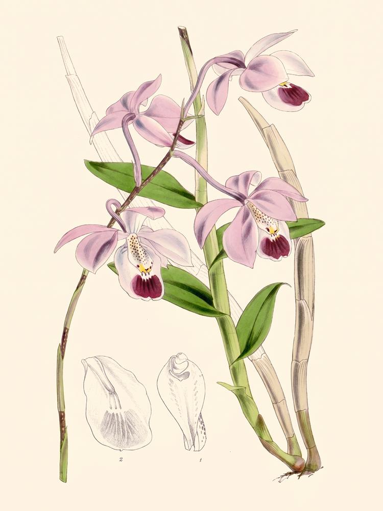 Barkeria uniflora