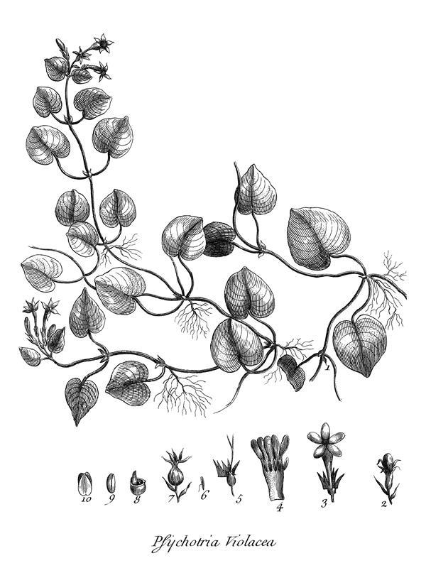 Psychotria violacea Psychotria violacea