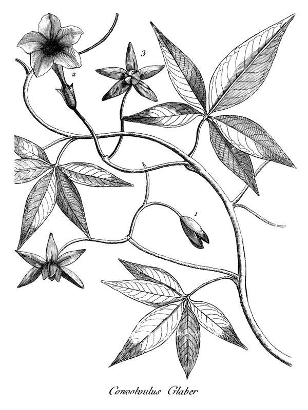 Convolvulus glaber Convolvulus glaber