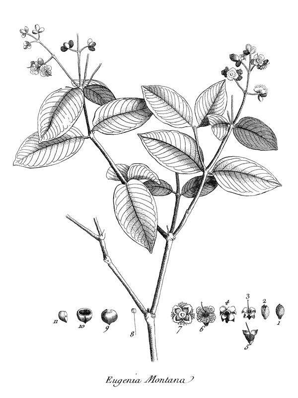 Eugenia montana Eugenia montana