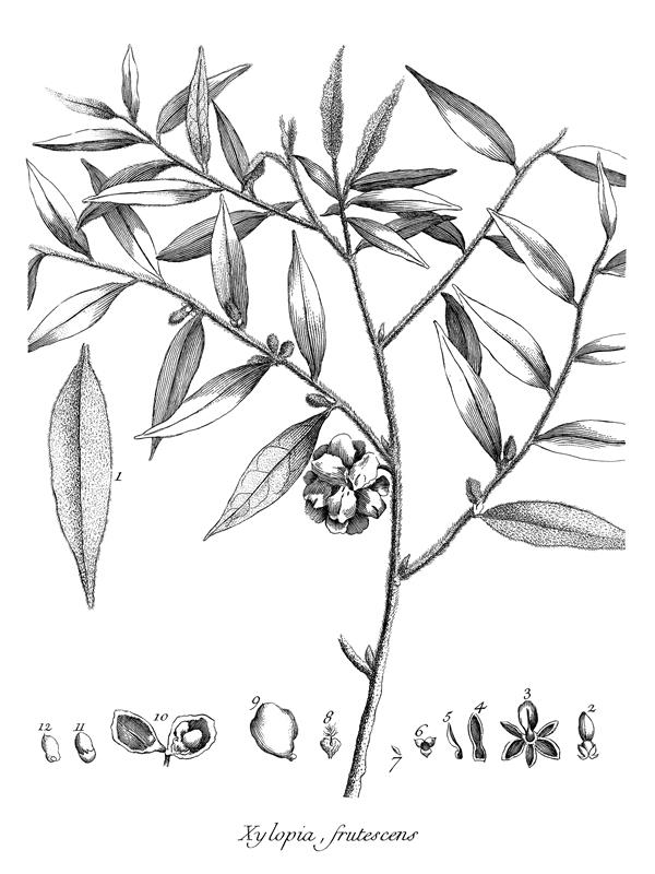 Xylopia frutescens