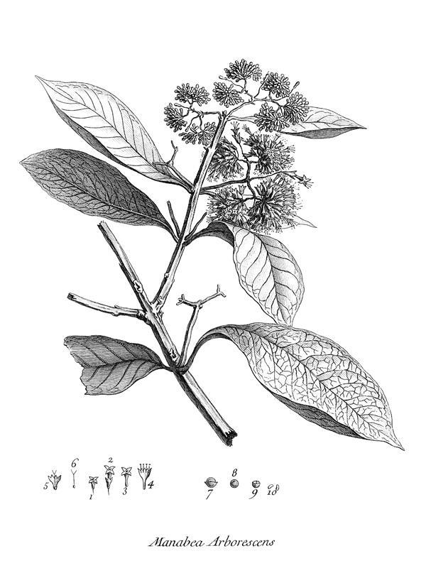 Manabea arborescens