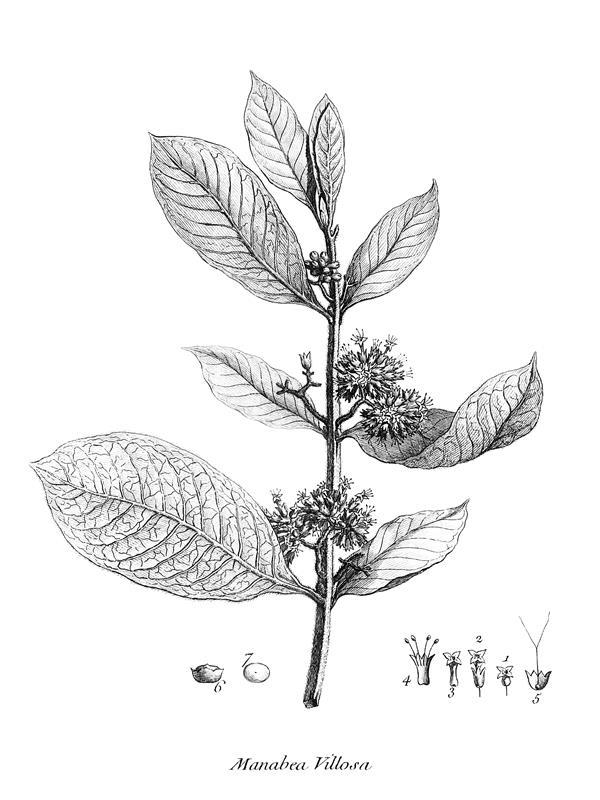 Manabea villosa