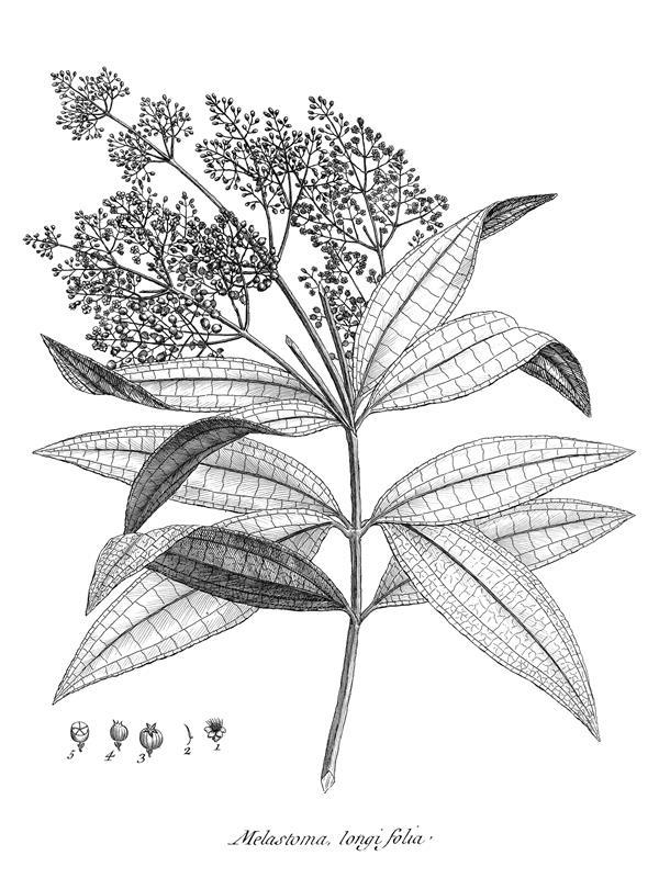 Melastoma longifolia