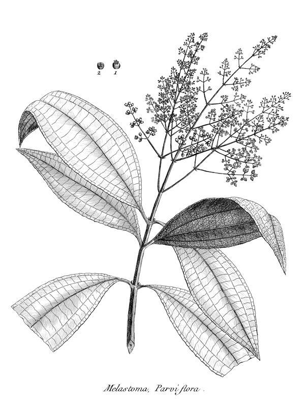 Melastoma parviflora