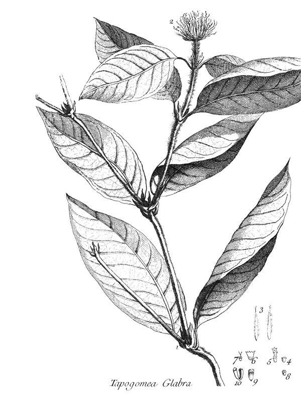 Tapogomea glabra