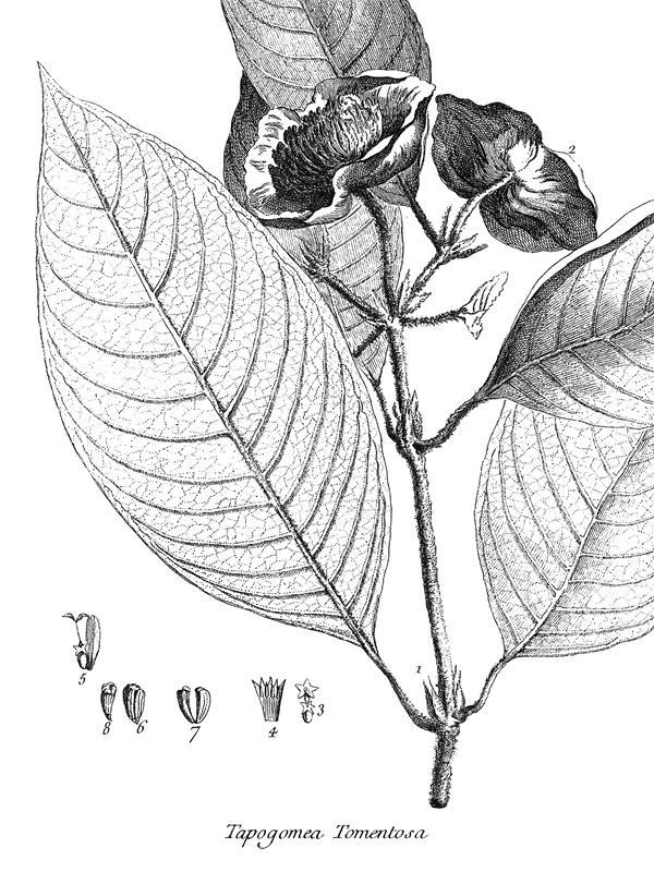 Tapogomea tomentosa