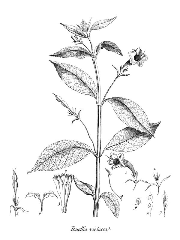 Ruellia violacea
