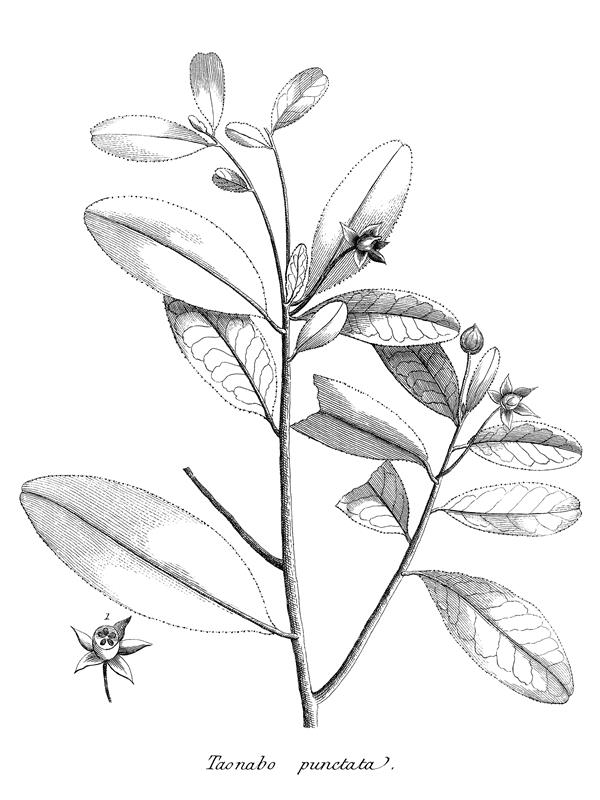 Taonabo punctata