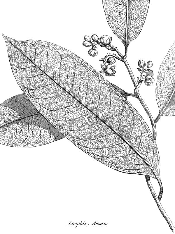 Lecythis amara