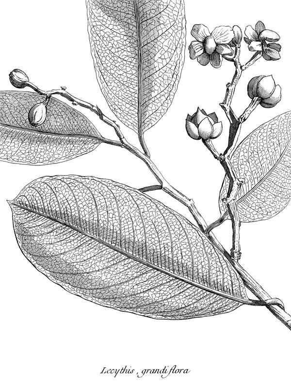 Lecythis grandiflora