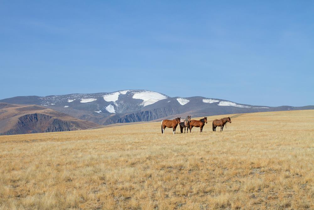 Лошади, Алтай