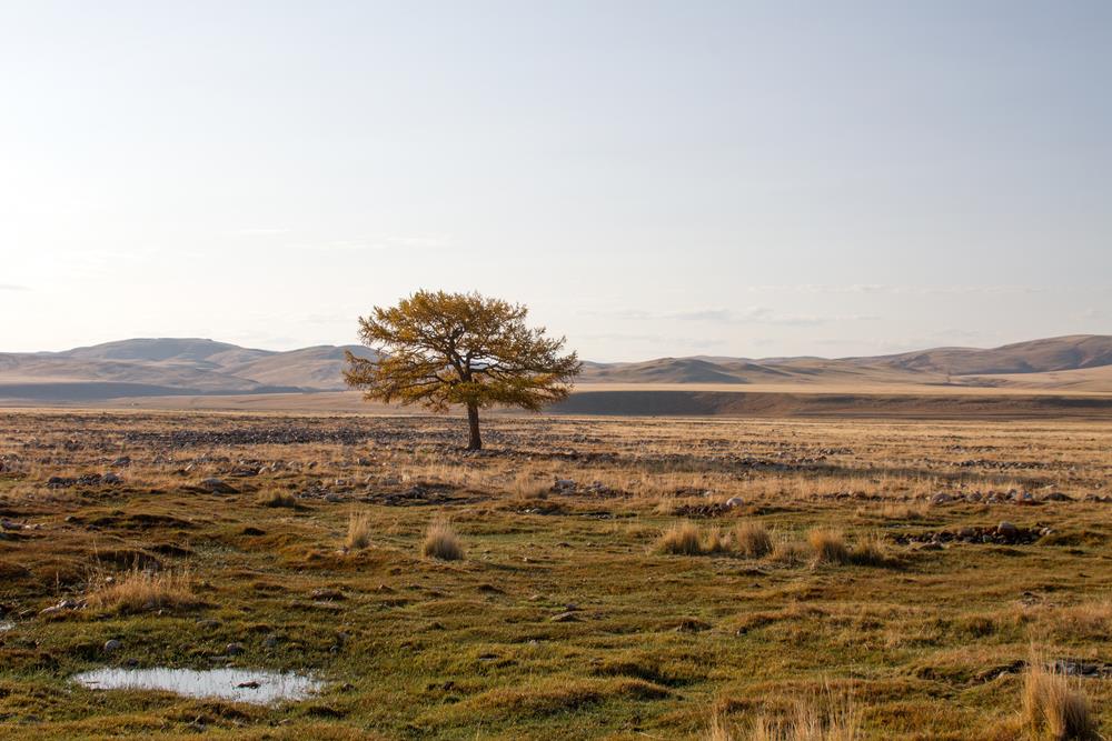 Алтайская природа