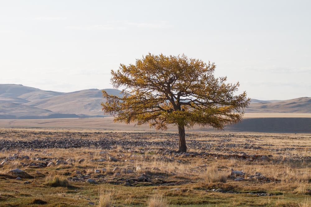 Алтайская природа