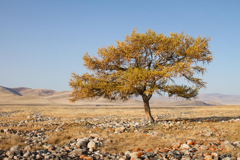 Алтайская природа